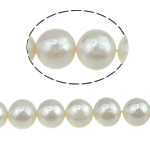 Perles de nacre rondes de culture d'eau douce, perle d'eau douce cultivée, naturel, blanc, Niveau AA, 11-12mm, Trou:Environ 0.8mm, Vendu par 16 pouce brin