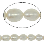 Riso coltivato in perla d'acqua dolce, perla d'acquadolce coltivata naturalmente, naturale, bianco, grado A, 10-11mm, Foro:Appross. 0.8mm, Venduto per 15 pollice filo