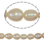Riso coltivato in perla d'acqua dolce, perla d'acquadolce coltivata naturalmente, naturale, rosa, grado A, 10-11mm, Foro:Appross. 1.5mm, Venduto per 15 pollice filo