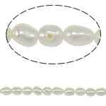 Riso coltivato in perla d'acqua dolce, perla d'acquadolce coltivata naturalmente, naturale, bianco, grado A, 3-4mm, Foro:Appross. 0.8mm, Venduto per Appross. 14 pollice filo