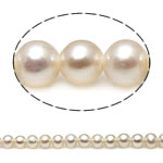 Perles de nacre rondes de culture d'eau douce, perle d'eau douce cultivée, naturel, blanc, grade AAA, 2.5-3mm, Trou:Environ 0.8mm, Vendu par 15.5 pouce brin