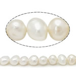 Bulvių išauginti gėlavandenių perlų karoliukai, Gėlo vandens perlų, Bulvė, natūralus, baltas, Įvertinimas A., 7-8mm, Skylė:Apytiksliai 0.8mm, Parduota už Apytiksliai 14 Inch Strand