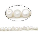 Bulvių išauginti gėlavandenių perlų karoliukai, Gėlo vandens perlų, Bulvė, natūralus, baltas, Įvertinimas, 7-8mm, Skylė:Apytiksliai 0.8mm, Parduota už 15 Inch Strand