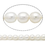 Cultured Rice Freshwater Pearl Beads natural white Grade A 7-8mm Approx 0.8mm Sold Per 15 Inch Strand