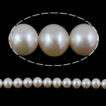 Turno coltivate in acqua dolce Perla, perla d'acquadolce coltivata naturalmente, Cerchio, naturale, bianco, AAA Grade, 7.5-8mm, Foro:Appross. 0.8mm, Venduto per 15.5 pollice filo