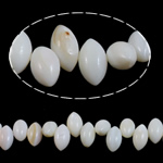 Miçangas de conchas Naturais Brancas, concha branca, Olho de cavalo, 10x6mm, Buraco:Aprox 0.8mm, vendido para Aprox 14.5 inchaltura Strand