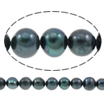 Brambor pěstované sladkovodní perle, Sladkovodní Pearl, modrá černá, 8-9mm, Otvor:Cca 0.8mm, Prodáno za Cca 14.5 inch Strand