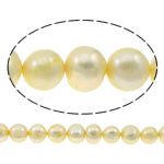 Bulvių išauginti gėlavandenių perlų karoliukai, Gėlo vandens perlų, Bulvė, geltonas, 10-11mm, Skylė:Apytiksliai 0.8mm, Parduota už Apytiksliai 14.5 Inch Strand