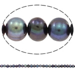 Brambor pěstované sladkovodní perle, Sladkovodní Pearl, přírodní, modrá černá, Grade, 5-6mm, Otvor:Cca 0.8mm, Prodáno za Cca 15 inch Strand