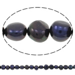 Perles nacres baroques de culture d'eau douce , perle d'eau douce cultivée, couleur bleu foncé, grade A, 10-11mm, Trou:Environ 0.8mm, Vendu par 14.5 pouce brin