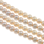 Knapp odlad sötvattenspärla pärlor, Freshwater Pearl, naturlig, blandade färger, 8-9mm, Hål:Ca 0.8-1mm, Såld Per Ca 15.3 inch Strand