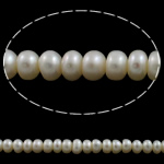 Knapp odlad sötvattenspärla pärlor, Freshwater Pearl, vit, 7-8mm, Hål:Ca 0.8mm, Såld Per Ca 15 inch Strand