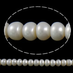 Knapp odlad sötvattenspärla pärlor, Freshwater Pearl, naturlig, vit, 10-11mm, Hål:Ca 0.8mm, Såld Per Ca 15 inch Strand