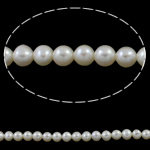 Bulvių išauginti gėlavandenių perlų karoliukai, Gėlo vandens perlų, Bulvė, natūralus, baltas, 5-5.5mm, Skylė:Apytiksliai 0.8mm, Parduota už Apytiksliai 15.7 Inch Strand