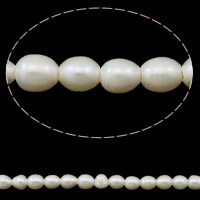 Riso coltivato in perla d'acqua dolce, perla d'acquadolce coltivata naturalmente, naturale, bianco, 9-10mm, Foro:Appross. 1.5mm, Venduto per Appross. 15.3 pollice filo