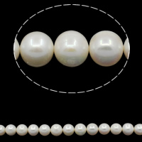 Kulaté kultivované sladkovodní perle, Sladkovodní Pearl, Kolo, přírodní, bílý, Grade, 12-13mm, Otvor:Cca 0.8mm, Prodáno za Cca 15.7 inch Strand