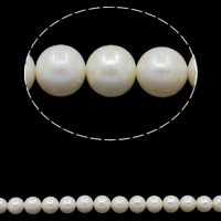 Runde ferskvandskulturperle Beads, Ferskvandsperle, naturlig, hvid, klasse A, 10-11mm, Hole:Ca. 0.8mm, Solgt Per Ca. 15.7 inch Strand