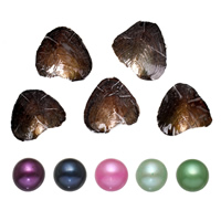 Oyster Pearl słodkowodne hodowlane miłość życzeń, Perła, Ziemniak, mieszane kolory, 7-8mm, 5komputery/wiele, sprzedane przez wiele