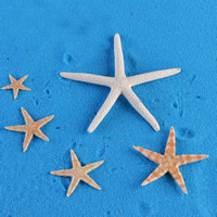 Estrella de mar Decoración, diverso tamaño para la opción, libre de plomo & cadmio, 5PCs/Bolsa, Vendido por Bolsa