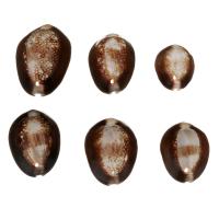 Pingentes de concha, misto, 21.5-34x10.5-16x17-24.5mm, Buraco:Aprox 1.5-2mm, 10PCs/Lot, vendido por Lot