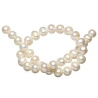 Brambor pěstované sladkovodní perle, Sladkovodní Pearl, přírodní, bílý, třída AAA, 12-13mm, Otvor:Cca 0.8mm, Prodáno za Cca 15.7 inch Strand