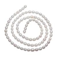 Riso coltivato in perla d'acqua dolce, perla d'acquadolce coltivata naturalmente, naturale, bianco, 3-4mm, Foro:Appross. 0.8mm, Venduto per Appross. 14 pollice filo