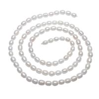 Bulvių išauginti gėlavandenių perlų karoliukai, Gėlo vandens perlų, Bulvė, natūralus, baltas, 3-4mm, Skylė:Apytiksliai 0.8mm, Parduota už Apytiksliai 15 Inch Strand