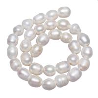 Brambor pěstované sladkovodní perle, Sladkovodní Pearl, přírodní, bílý, 11-12mm, Otvor:Cca 2.5mm, Prodáno za 15 inch Strand
