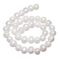 Bulvių išauginti gėlavandenių perlų karoliukai, Gėlo vandens perlų, Bulvė, natūralus, baltas, 11-12mm, Skylė:Apytiksliai 2.5mm, Parduota už 14.3 Inch Strand
