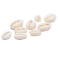 Trumpet Shell Beads white Sold By Bag