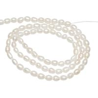 Riso coltivato in perla d'acqua dolce, perla d'acquadolce coltivata naturalmente, naturale, bianco, 3mm, Foro:Appross. 0.8mm, Venduto da filo