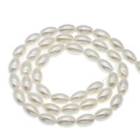 South Sea Shell Beads Olive white Approx 1mm Sold Per Approx 14.9 Inch Strand