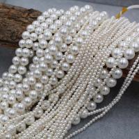 Natürliche Süßwasser Muschel Perlen, rund, plattiert, DIY & verschiedene Größen vorhanden, weiß, verkauft von Strang