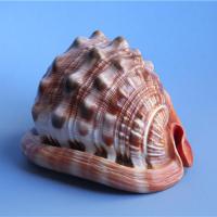 Shell Decoration natural Sold By G