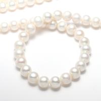 Brambor pěstované sladkovodní perle, Sladkovodní Pearl, přírodní, bílý, 10-11mm,13*8cm, Otvor:Cca 0.8mm, Prodáno za Cca 15.7 inch Strand