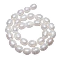 Brambor pěstované sladkovodní perle, Sladkovodní Pearl, přírodní, bílý, 11-12mm,15*10.6cm, Otvor:Cca 2mm, Prodáno za Cca 15.7 inch Strand