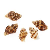 Natural Trumpet Shell Pendants Conch DIY brown 29*14-21*11mm Sold By Bag