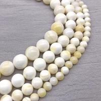 Natural Freshwater Shell Beads Round DIY white Sold By Strand