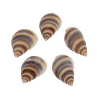 Natural trompete Shell pingentes, concha, Concha, DIY, cores misturadas, 20*10*8mm, Buraco:Aprox 1mm, Aprox 1000PCs/Bag, vendido por Bag