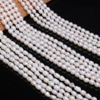 Cultured Rice Freshwater Pearl Beads Ellipse polished DIY white 5-6mm Sold By Strand