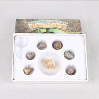 Gemstone Fossils Specimen with paper box Rectangle 7 pieces & durable Sold By Box