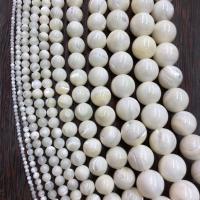 Perles naturelles de coquillage d'eau douce , coquille d'eau douce, Rond, 10x10mm, Vendu par brin