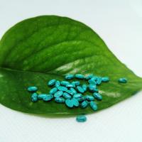 Syntetický Turquoise rovný hřbet kabošon, Oválný, lesklý, DIY, modrý, 3x5mm, Prodáno By PC