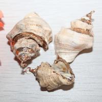 Nádúrtha Trumpa Shell Pendants, do bhean, dathanna measctha, 2.5-4.5cm, Díolta De réir PC