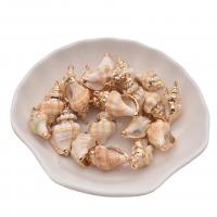 Natural Trumpet Shell Pendants with Zinc Alloy gold color plated DIY mixed colors 13-20mm Sold By Bag