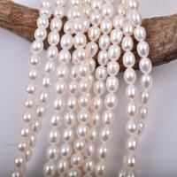 Riso coltivato in perla d'acqua dolce, perla d'acquadolce coltivata naturalmente, DIY, bianco, 7-8mm, Lunghezza 38-40 cm, Venduto da PC