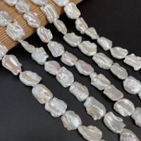 Keishi ferskvandskulturperle Beads, Ferskvandsperle, Square, du kan DIY, hvid, 116x20-18x24mm, Solgt Per Ca. 15 inch Strand