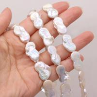 Keishi ferskvandskulturperle Beads, Ferskvandsperle, Uregelmæssig, du kan DIY, hvid, 12x20-13x22mm, Solgt Per Ca. 15 inch Strand