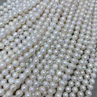 Spłaszczone koraliki z pereł słodkowodnych hodowlanych, Perła naturalna słodkowodna, biały, 10-11mm, sprzedawane na około 13.78 cal Strand
