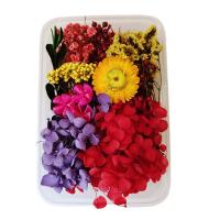 Muoti koriste kukkia, kuivattu kukka, tee-se-itse, enemmän värejä valinta, Myymät laatikko